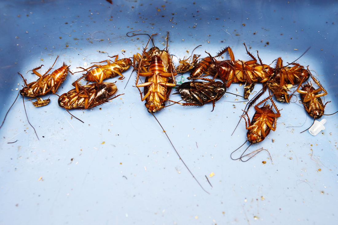 pest exterminators roseville